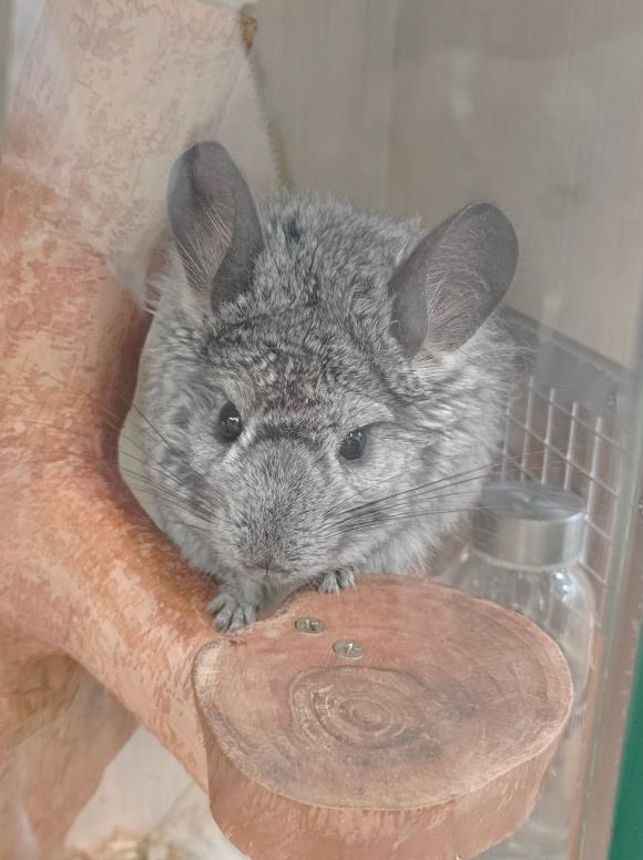 茉以甜品店裝修效果圖