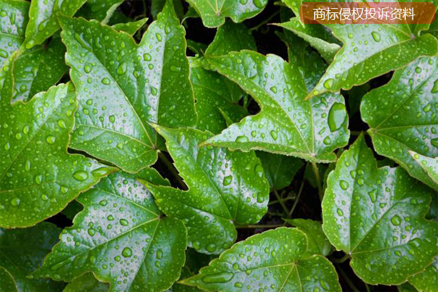 處理商標侵權投訴需要什么資料