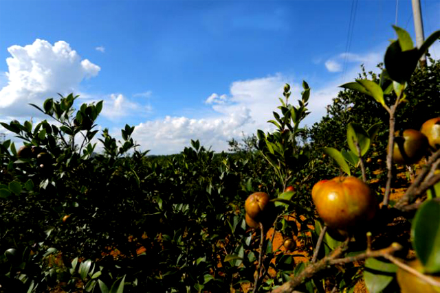 商標注冊怎么查詢?商標注冊查詢官網(wǎng)是什么?