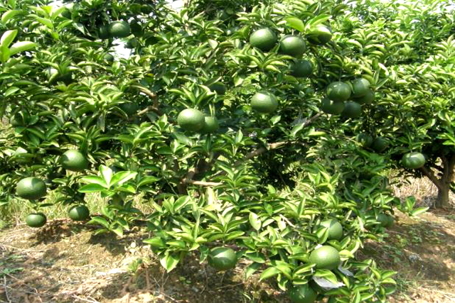 商標(biāo)怎么申請(qǐng)注冊(cè)