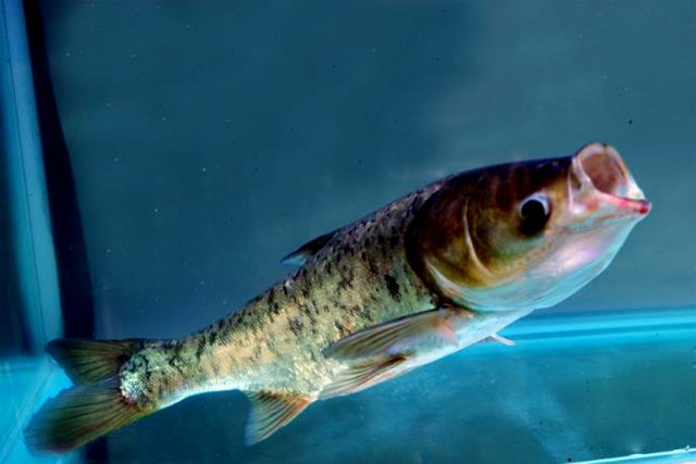 注冊商標(biāo)在哪里辦，申請商標(biāo)不去北京可以嗎?